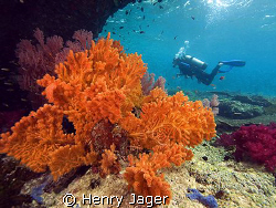 "Orange"  (Corals from Raja Ampat, West Papua) by Henry Jager 